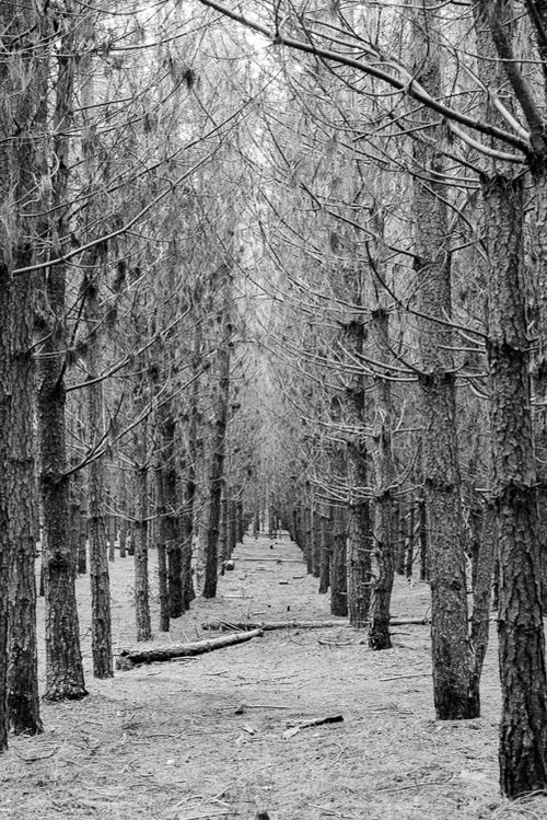 May 2014 thetford forest bw web (1 of 1)