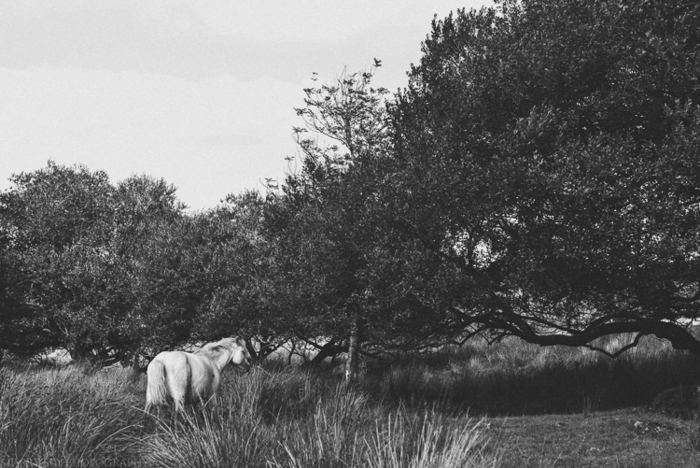 Sep 2014 dartmoor bw web (1 of 1)