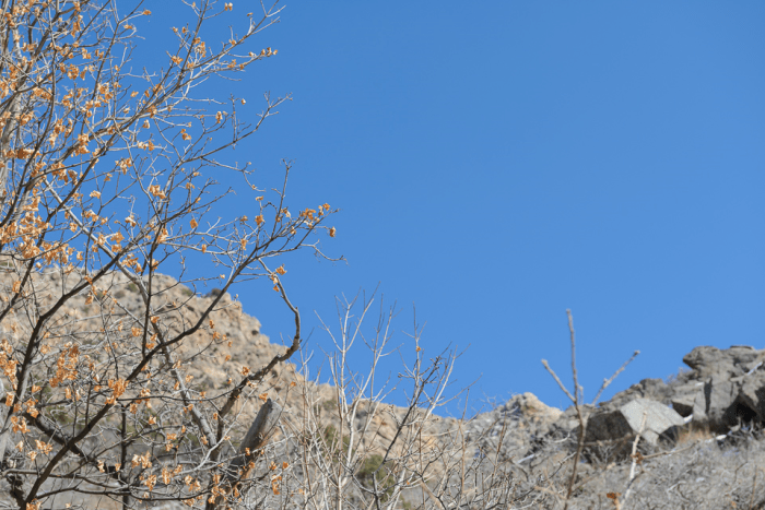 Mar 2015 mt ogden web (2 of 2)