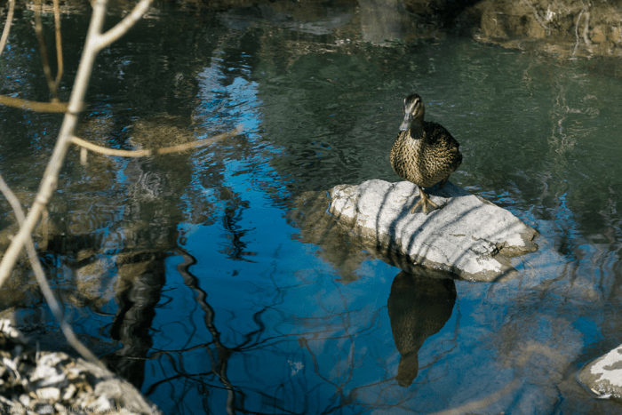 Mar 2015 bird pond web (1 of 1)-4