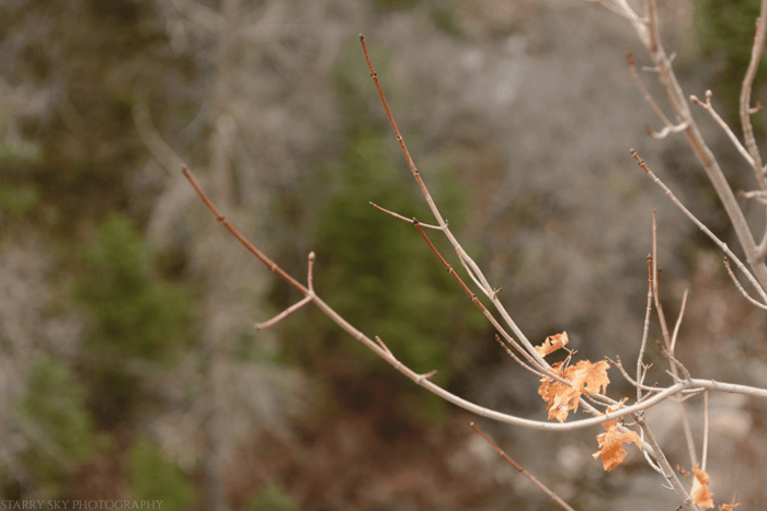 Mar  2015 wheeler creek web (8 of 15)