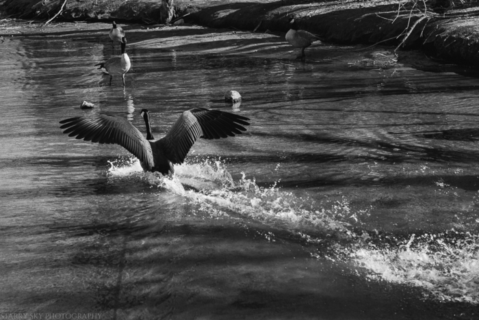 Mar 2015 bird pond web (4 of 5)