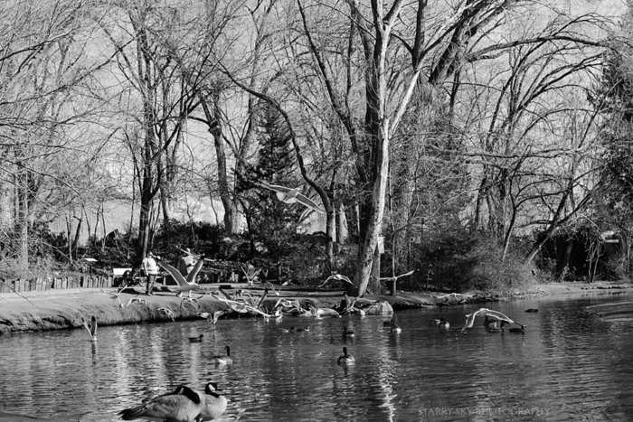 Mar 2015 gulls bw web