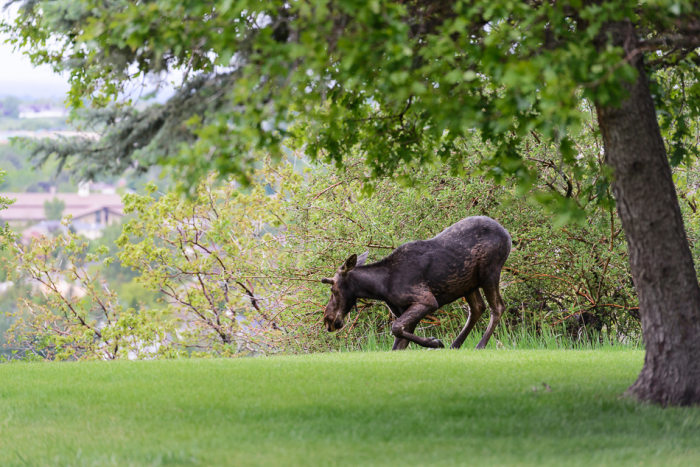 May 2015 moose web (5 of 8)