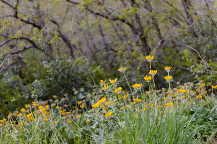 May 2015 yardwork web (7 of 8)