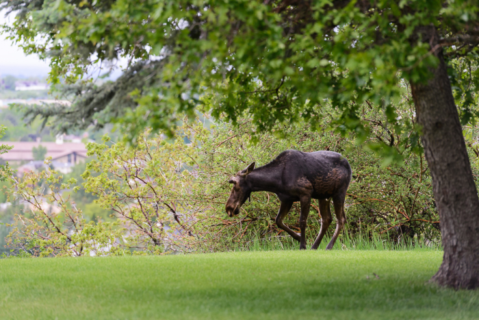 May 2015 moose web (4 of 8)