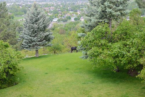 May 2015 moose web (1 of 1)