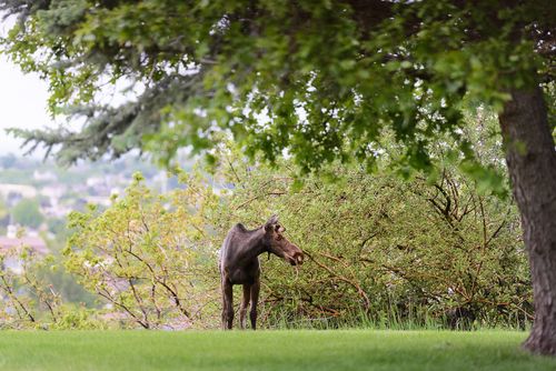 May 2015 moose web (3 of 8)