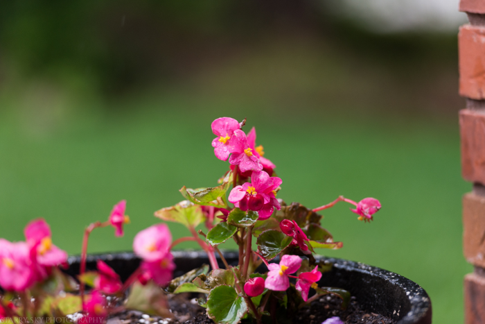 May 2015 rain web (1 of 1)-2