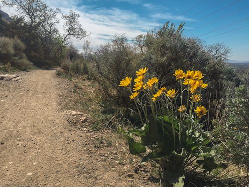 May 2015 flowers web (1 of 1)