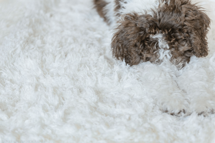 July 2015 puppy rug 2web (1 of 1)