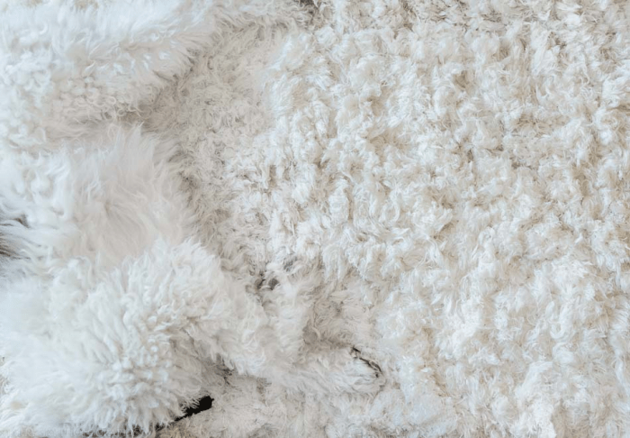 July 2015 puppy rug web (1 of 5)