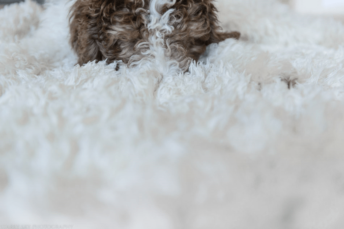 July 2015 puppy rug web (3 of 5)