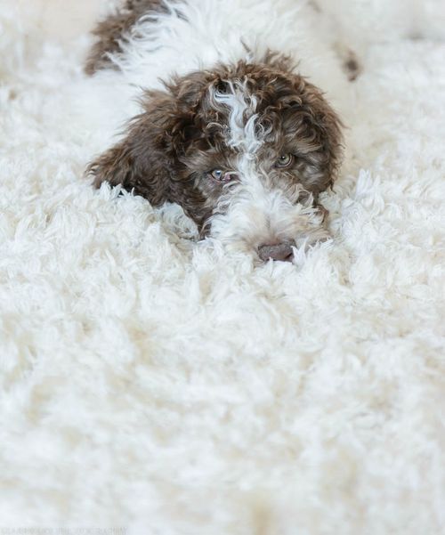 July 2015 puppy rug web (4 of 5)