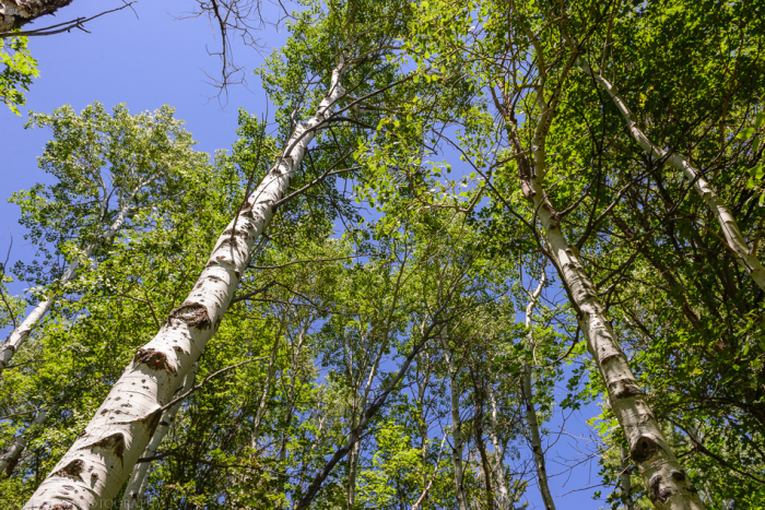 Jul 2015 trees web (1 of 1)
