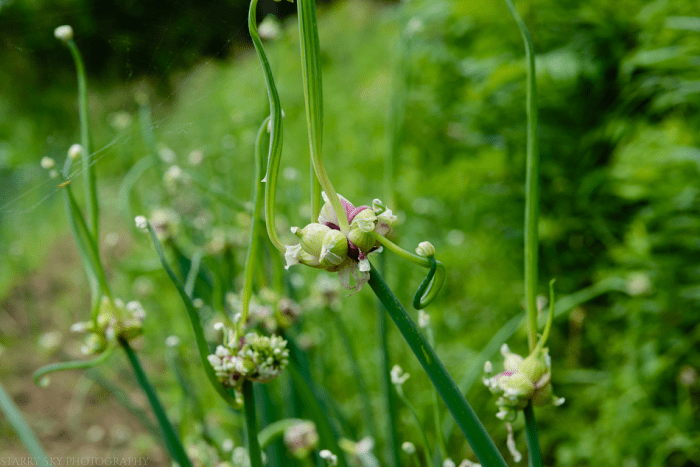 Jun 2015 hickory hill web (6 of 8)