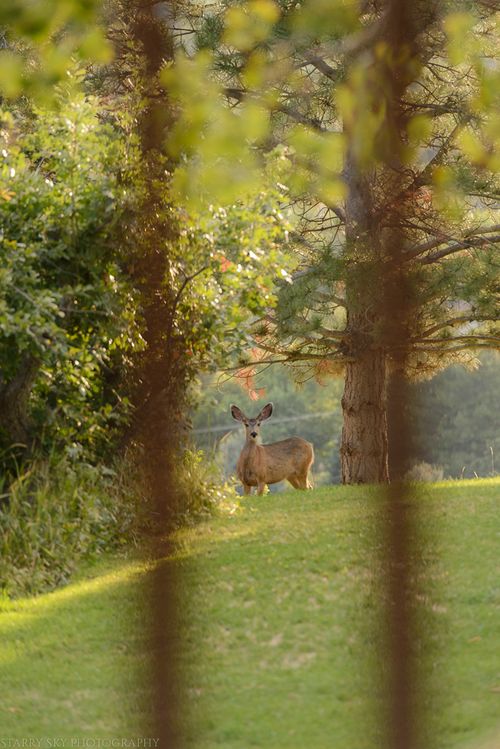 Jul 2015 deer web (1 of 2)