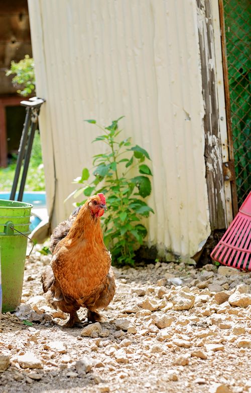 Jun 2015 hickory hill web (3 of 8)