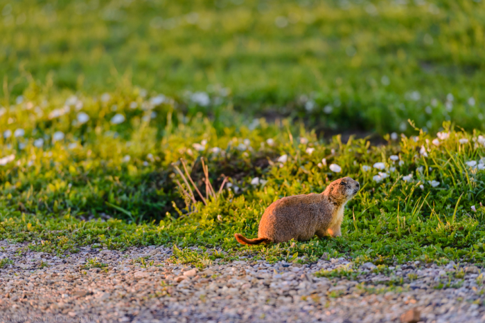 July 2015 badlands  web (1 of 1)