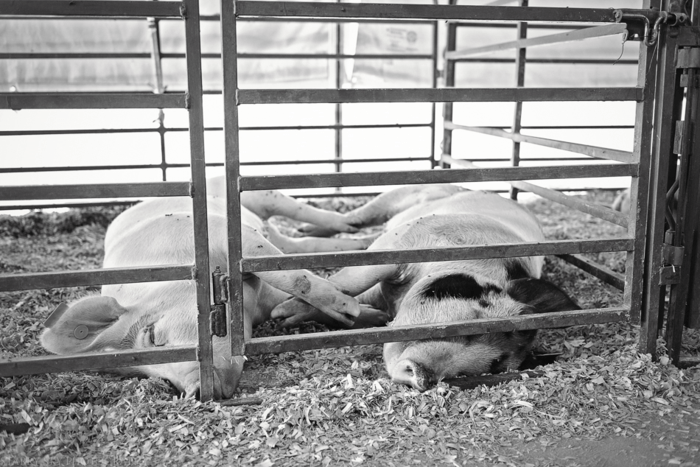 Sept 2015 fair web (16 of 29)