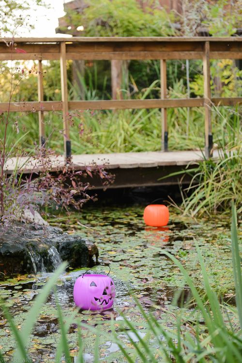 Oct 2015 nature center festival web (1 of 11)