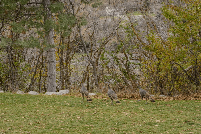 Nov 2015 turkeys web (1 of 1)-2