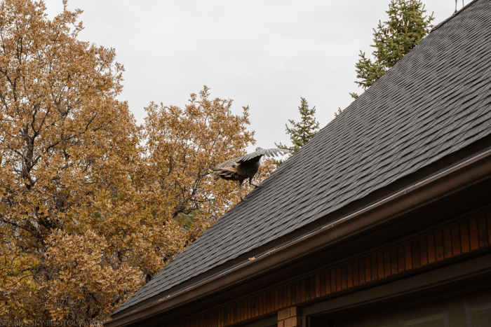 Nov 2015 turkeys web (1 of 6)