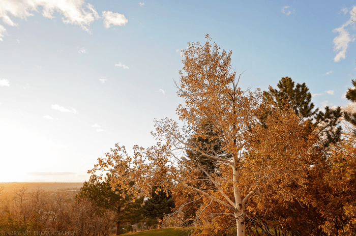 Nov 2015 trees web (1 of 3)