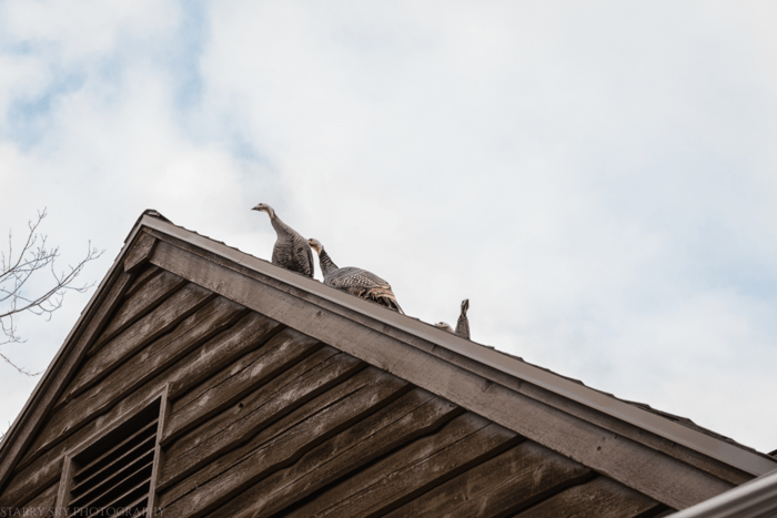 Nov 2015 turkeys web (4 of 6)