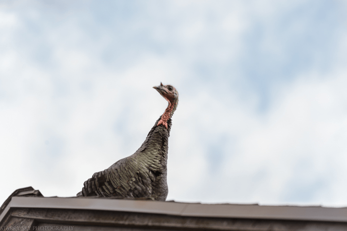 Nov 2015 turkeys web (5 of 6)