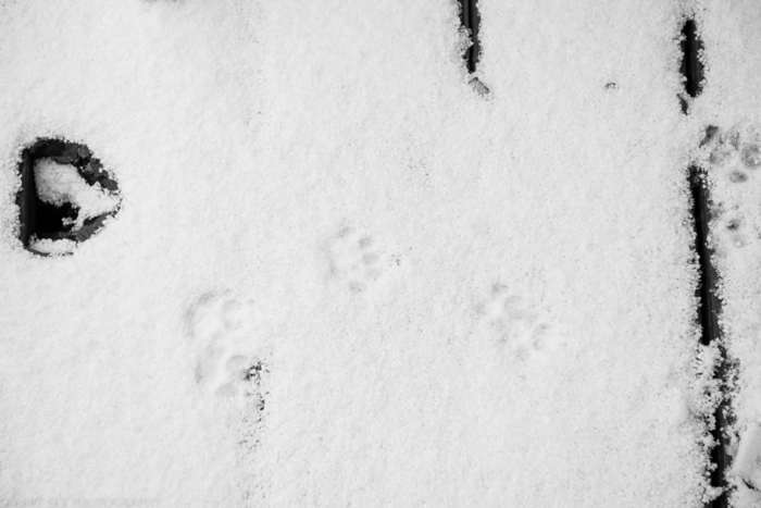 Nov 2015 snow web (1 of 1)