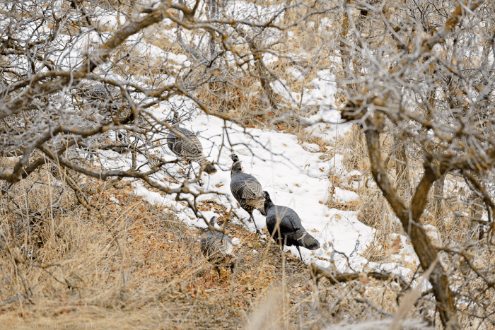 Dec 2015 turkey web (3 of 4)