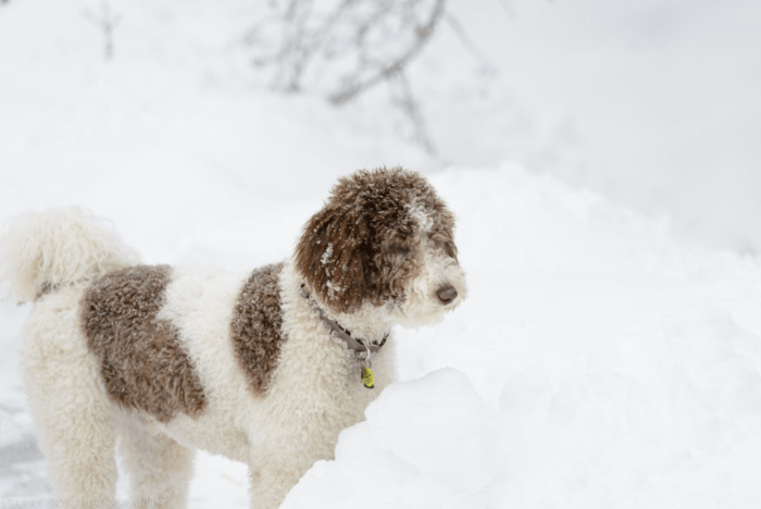 Dec 2015 snow shovel web (2 of 8)