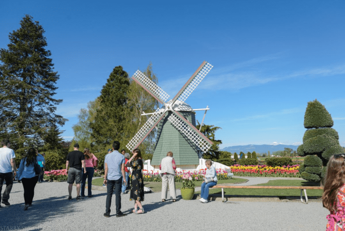 Apr 2016 tulip farm web (1 of 12)