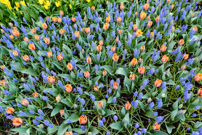 Apr 2016 tulip farm web (8 of 12)