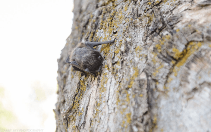Apr 2016 bat web (2 of 3)