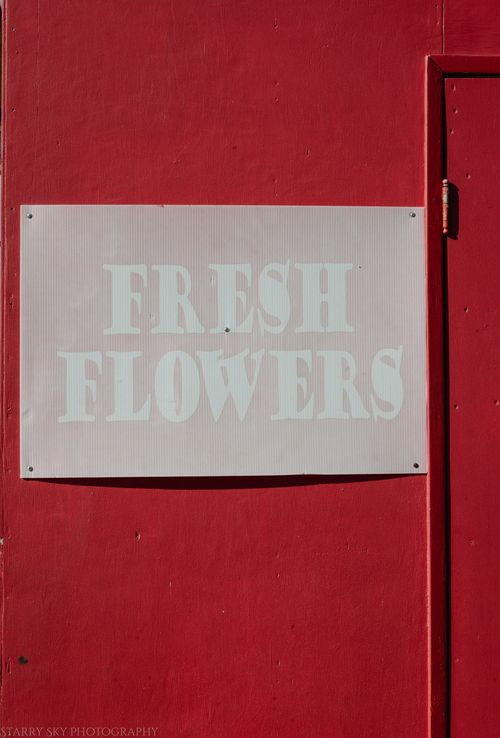 Apr 2016 tulip farm web (12 of 12)