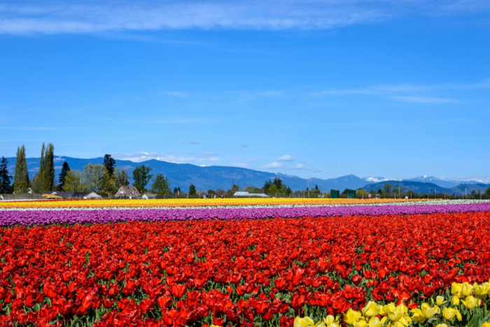 Apr 2016 tulip farm web (3 of 12)