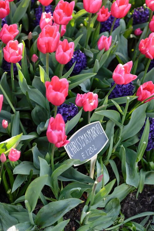 Apr 2016 tulip farm web (6 of 12)