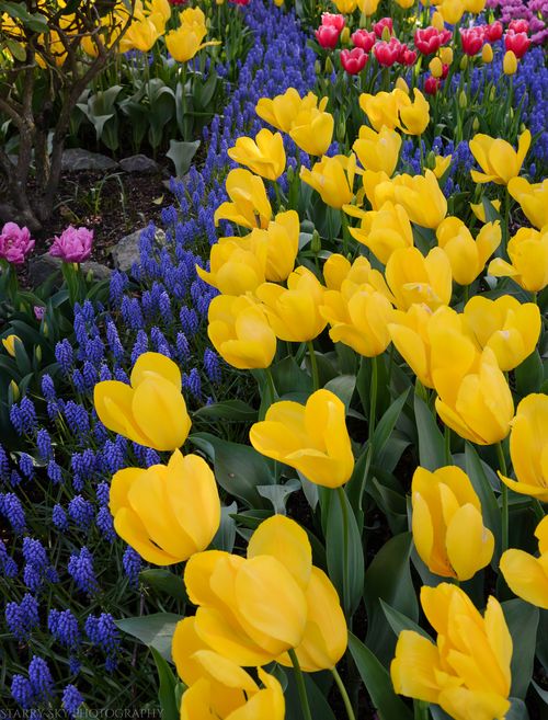 Apr 2016 tulip farm web (7 of 12)