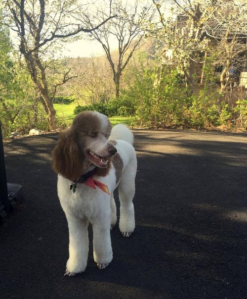 13036524_1121953687835407_2142925020_o