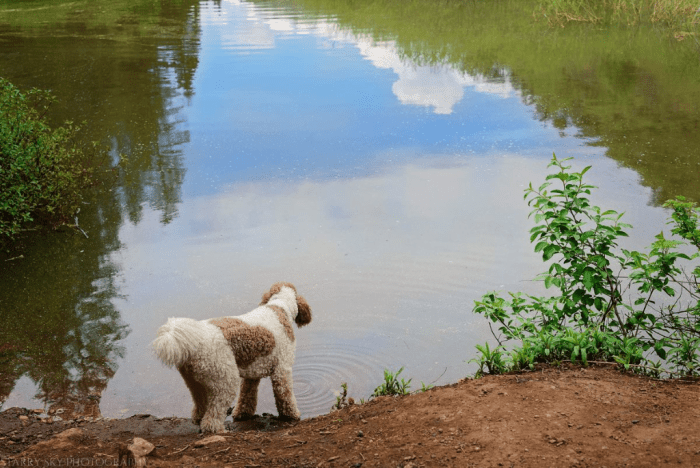 May 2016 archie web (1 of 1)-3