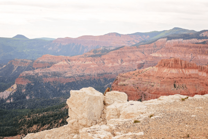 May 2016 Cedar breaks web (1 of 1)