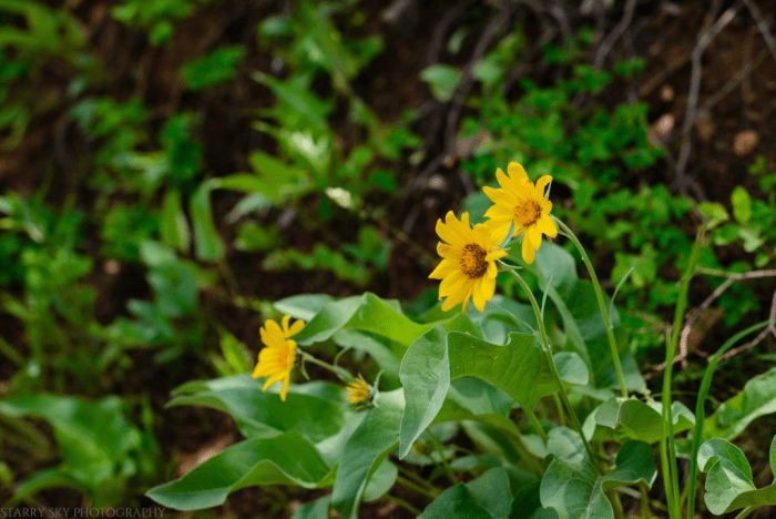 May 2016 causey web (1 of 9)