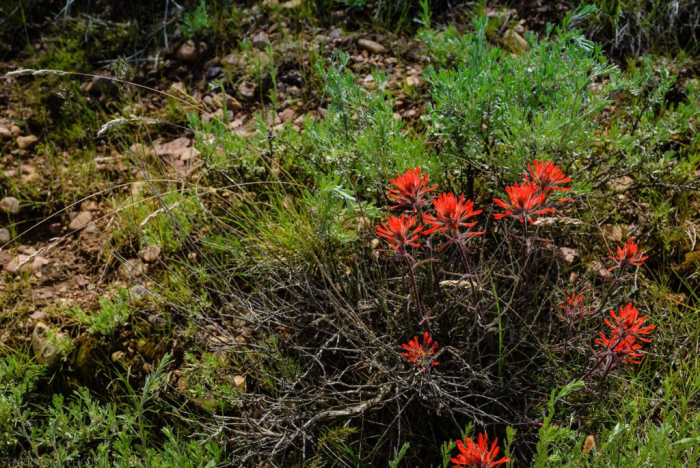 May 2016 causey web (3 of 9)