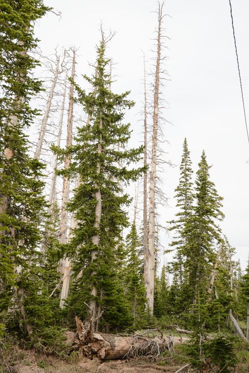 May 2016 Cedar breaks web (1 of 1)-2