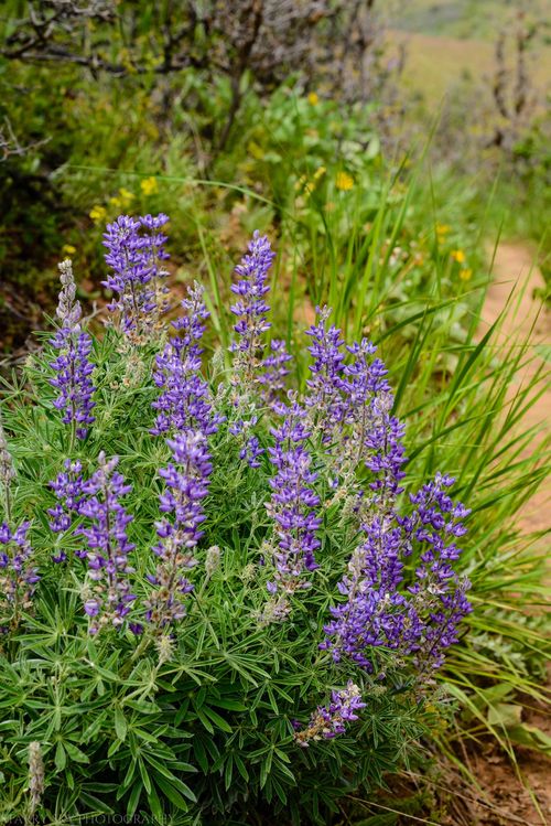 May 2016 causey web (4 of 9)