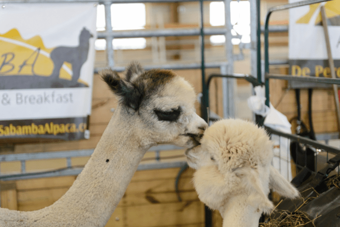 Aug 2016 WI State fair web (4 of 28)