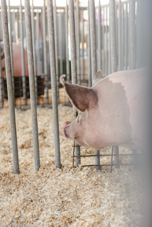 Aug 2016 WI State fair web (1 of 1)