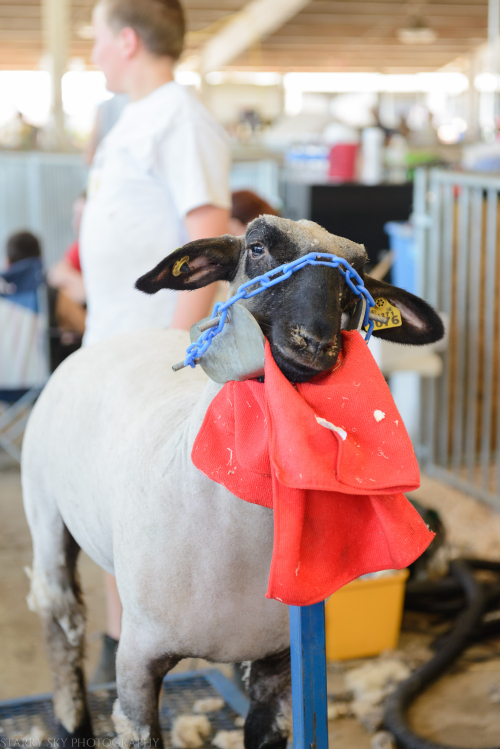 Aug 2016 WI State fair web (1 of 1)-2